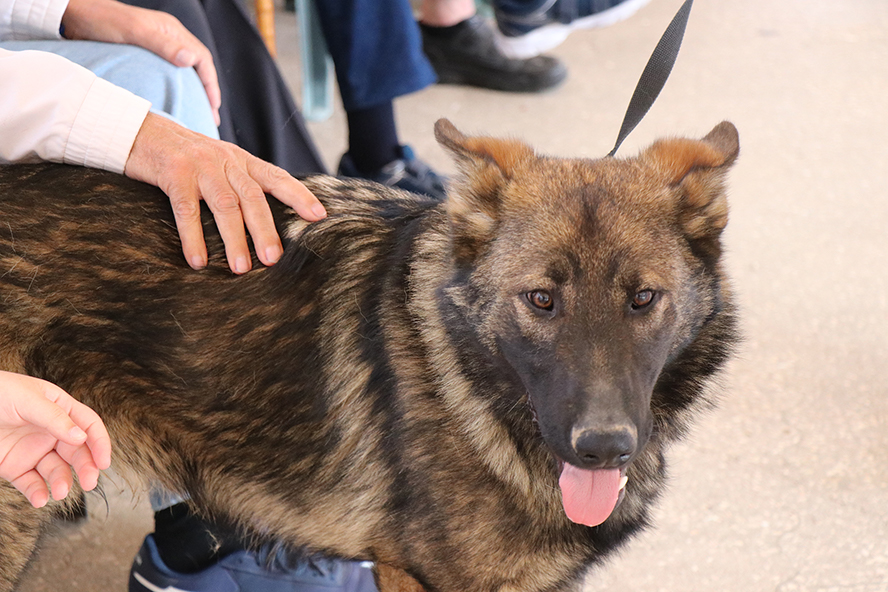 La tercera jornada del contrato de recogida de animales se ha desarrollado en AFACAM