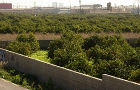 El Pleno se muestra unánime a la Declaración Institucional en defensa de los cítricos valencianos