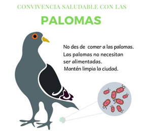 Sanidad informa de los riesgos de dar de comer a las palomas 