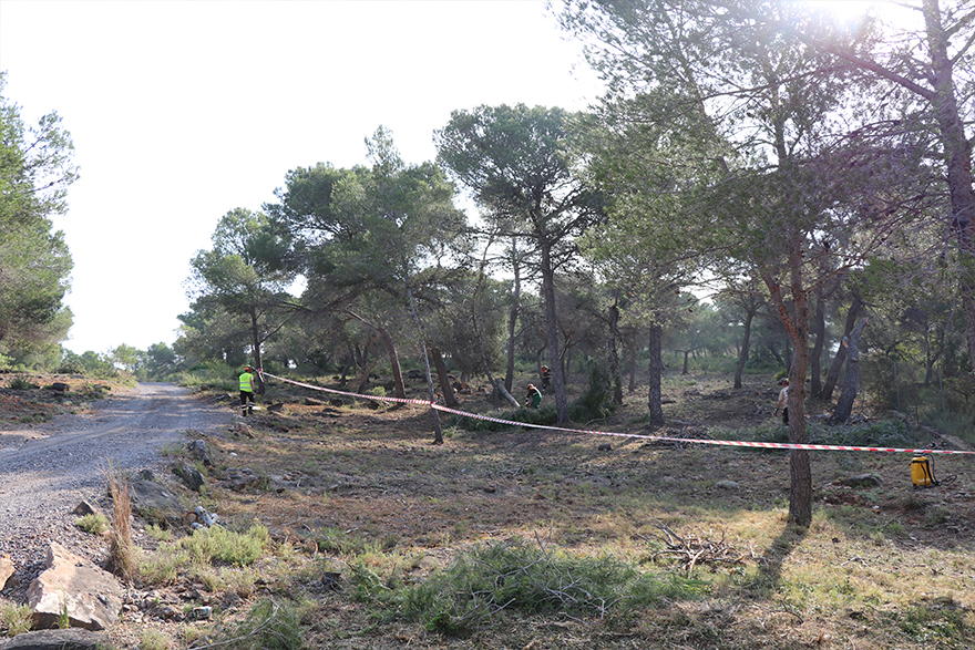 El Ayuntamiento de Sagunto y la Diputación de Valencia coordinan trabajos de prevención de incendios en diversas zonas forestales del término municipal