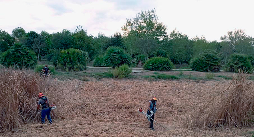 El Consell Local Agrari valora positivamente el plan de empleo en el sector agrario