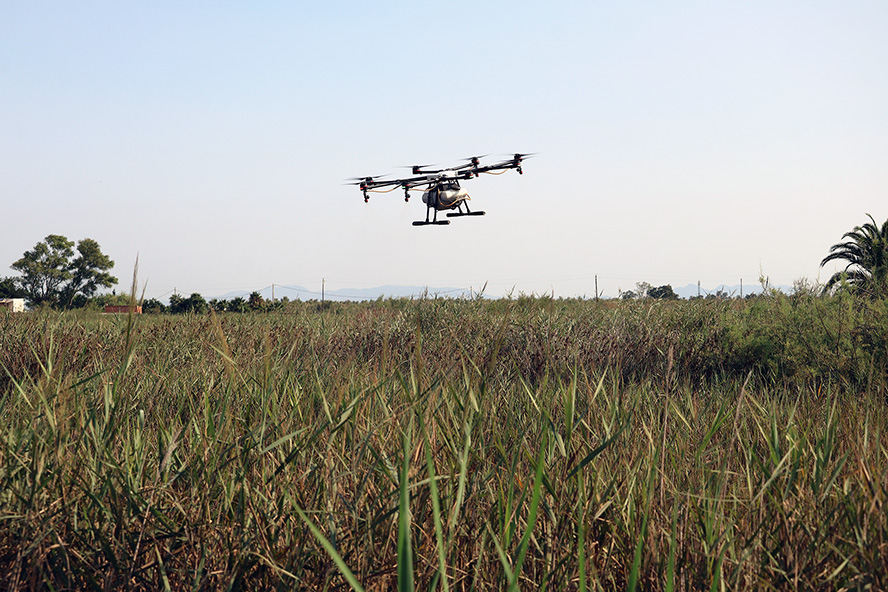 Sagunt intensifica la lluita contra els mosquits amb tractaments aeris amb biocida per a les larves