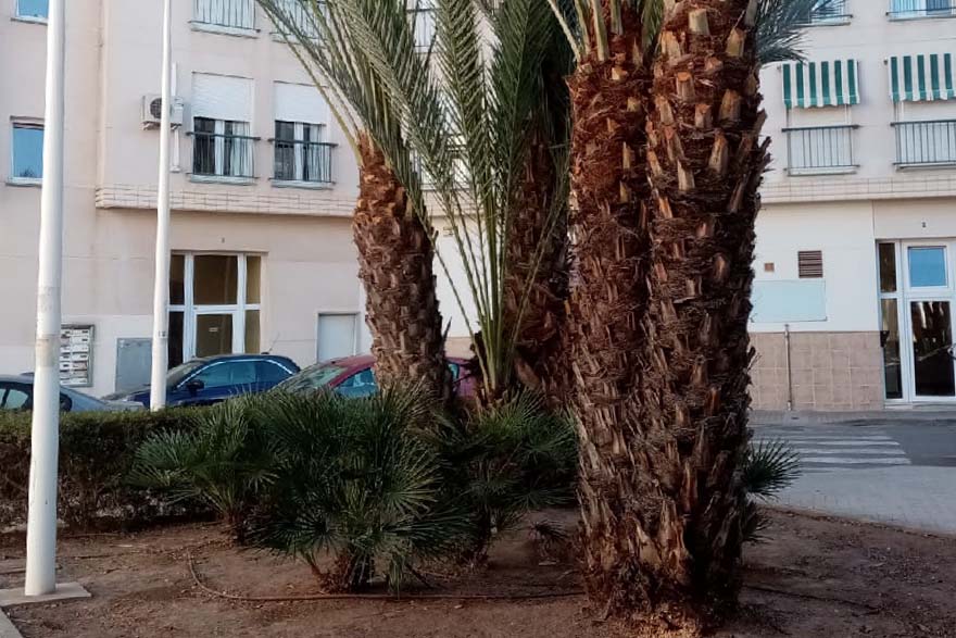 La plaza 11 de Marzo gana en visibilidad tras los trabajos de jardinería realizados por la SAG 