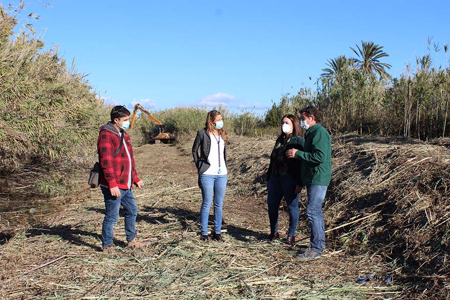 El Ayuntamiento de Sagunto y la Conselleria de Medio Ambiente invierten casi 50.000 euros en la eliminación de cañares de las acequias del Rey y de Gabau