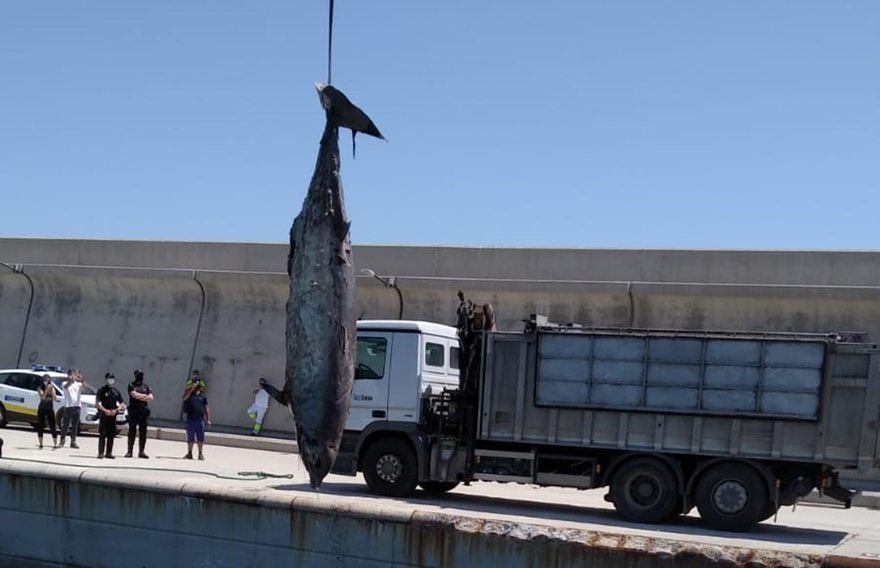 El Ayuntamiento de Sagunto y la Autoridad Portuaria retiran un cetáceo sin vida varado en la costa