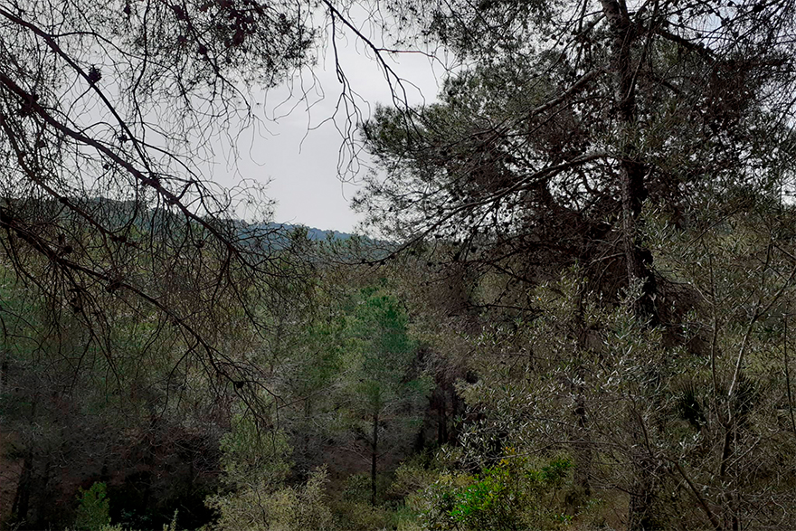 Sagunto cuenta con el Plan Local de Prevención de Incendios Forestales 