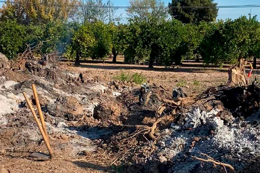 El Pleno aprueba instar al Ministerio para la Transición Ecológica a que los restos de poda sean considerados subproducto vegetal y no residuo