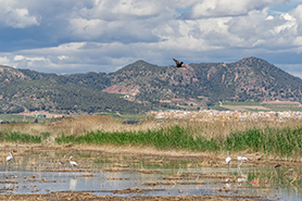 Vuelta a pie y exposición de pintura paisajística en el Centro Medioambiental del Marjal de Almardà-Almenara