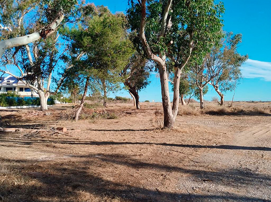 La SAG retira la vegetació exòtica dels accessos a les platges d'Almardà i Malva-rosa davant l'amenaça d'incendis i accidents