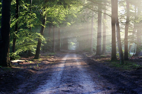 Recomendaciones de la Generalitat Valenciana ante la alerta de riesgo de incendios forestales 