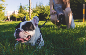 La Policía Local anuncia la campaña de control de animales de compañía