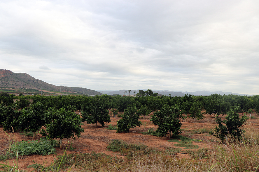 El Consistori de Sagunt sol·licitarà una rebaixa en l'índex de rendiment del sector agrari
