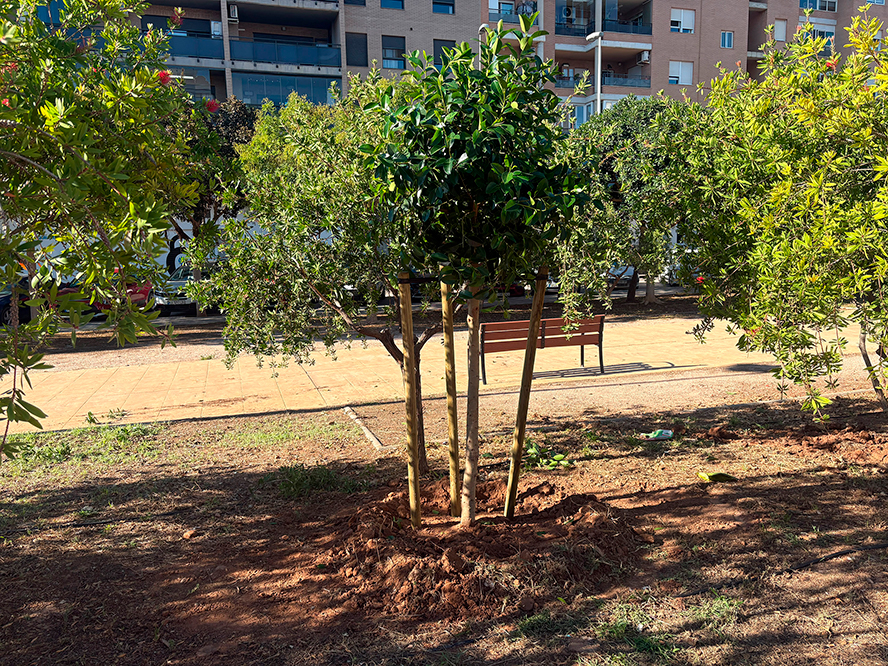 Sagunt posa en marxa la plantació de 268 nous arbres als seus carrers i avingudes