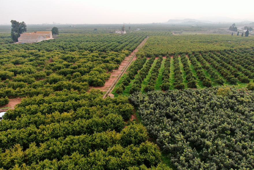 El Consell Agrari continúa la lucha contra la plaga del cotonet en los cítricos