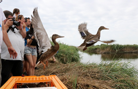 El Ayuntamiento y Agró reintroducen 20 patos en la Marjal de Almardà-Almenara 