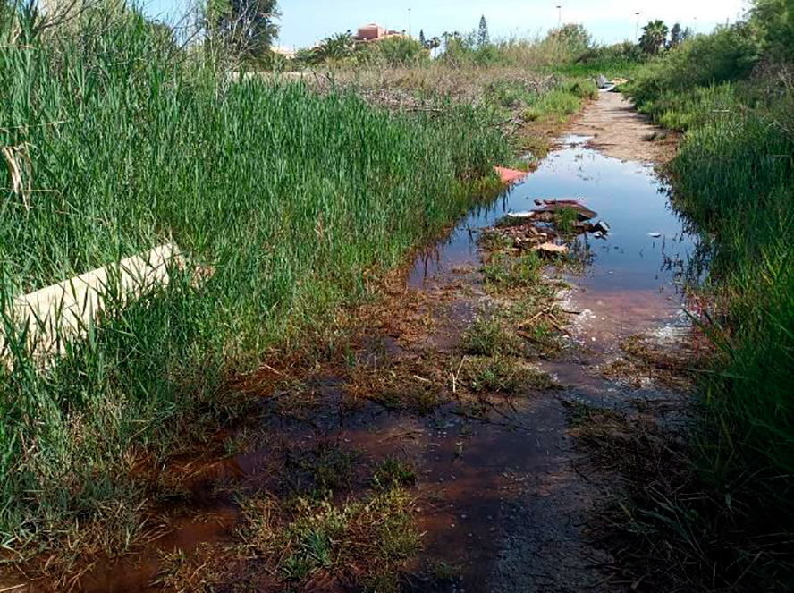 El Ayuntamiento de Sagunto refuerza los tratamientos preventivos para controlar la proliferación de mosquitos